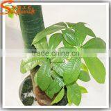 Realistic Mini Bonsai Tree Bonsai Plants for Sale thumbnail-6