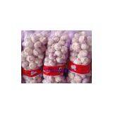 Fresh Garlic thumbnail-1