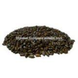 BEST PRICE FOR CASSIA SEED WITH GOOD QUALITY thumbnail-2