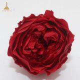 Preserved Fresh Austin Rose Flower Gift Arrangement thumbnail-1