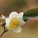 Wild Camellia Basic Oil thumbnail-1