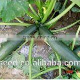 Ying No.4 Chinese High Resistance Hybrid Squash Seeds