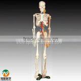 BIX-A1005 Human skeleton model with heart and vessels model (85CM)                        
                                                Quality Choice