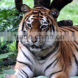 3D Animation Pictures Printing