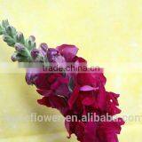 the fresh amaranth red antirrhinum flower with fresh cut flower