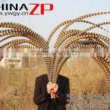 No.1 Supplier ZPDECOR Best Selling Cheap Large Natural 140-150cm Length Super Large Reeves Venery Pheasant Tail Feathers thumbnail-1