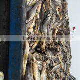 Yellow Croaker Supplier thumbnail-3