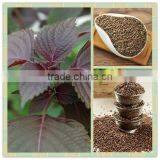 100% Natural Organic Perilla Seed Oil From China Manufacturer thumbnail-3