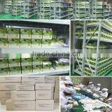 Honey Antibiotics Rapid Testing Strip Streptomycin Test Kit thumbnail-5