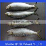 Frozen Whole Round Sardine for Bait thumbnail-1