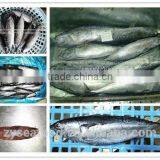 Frozen Bonito/Tuna Fish thumbnail-2