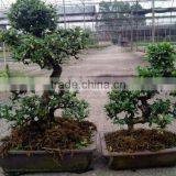 Carmona Microphylla Bosnai thumbnail-1