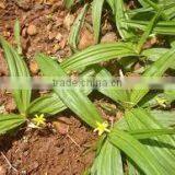 Curculigo Orchioides thumbnail-2