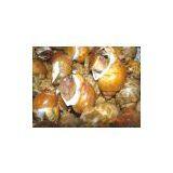 Pakistan Top Shell (Baigai / Baby Lonia) thumbnail-1