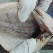 Tilapia Gutted and Scaled 350-550 thumbnail-1