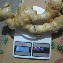 Inspection Service China for Gingers thumbnail-5