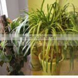 Decorative PET Orange Transparent Color Window Film Similar to 3M Window Film thumbnail-3