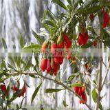 2015's New Crop Fresh and Dried Gojiberry thumbnail-5