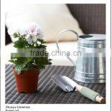 Plastic Flower Pot for Sale thumbnail-2