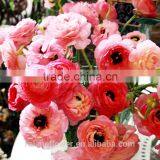 Diversified in Packaging Crazy Selling Decoration Wholesale Flower Ranunculus Asiaticus thumbnail-3