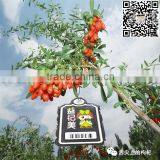 Professional Farms Goji--2015 New Crop thumbnail-1