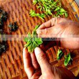 Darjeeling Hand Weaved Leaf White Blooming Tea - 2015 Hot Product - Directly From Darjeeling thumbnail-2