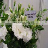 High Quality Fresh Cut Flowers Eustoma From Flower Plating Base thumbnail-2