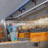 Broiler Chicken Slaughter---1000 Chickens per Hour Meat Processing Plant 008618052092685 thumbnail-4