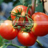 Tomato Led Grow Light ,120w Integrated Led Grow Light Tomato Seed for Greenhouse thumbnail-6