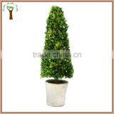 Preserved Boxwood Cone Tree Boxwood Cone Plant thumbnail-1