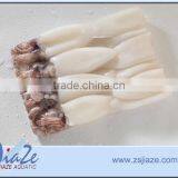 Baby Squid Loligo BQF T+T thumbnail-1