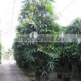 Rhapis Excelsa High 3-5m thumbnail-4