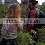 Rose Oil, 100% Pure Rose Otto thumbnail-3