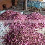 Absolute Rose thumbnail-3