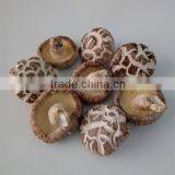 Dried Tea Flower Mushrooms thumbnail-2