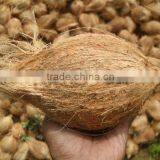 COCONUTS FOR SALE thumbnail-1