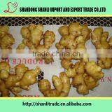 Fresh Chinese Ginger for Middle East Market thumbnail-3