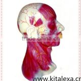 Head and neck dissection model KA-TP00015