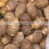 Fresh Taro Supplier thumbnail-2
