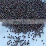 INDIAN MUSTARD SEEDS thumbnail-1