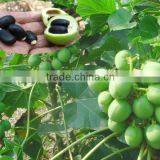 High Purity High Quality Jatropha Seeds for Planting