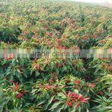 Importad by Japanese 2016 Wholesale Chilli Pepper Seeds to Plant thumbnail-4