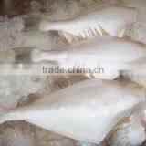 Frozen Leather Jacket Fish thumbnail-1