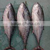 Frozen New Fish Bonito Tuna Whole thumbnail-2