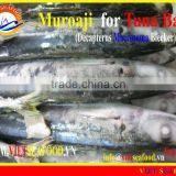 FROZEN MUROAJI FOR TUNA BAIT thumbnail-1