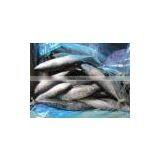200-300gNEW LAND FROZEN BONITO thumbnail-1