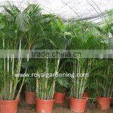Areca Palm (Chrysalidocarpus Lutescens) Yellow Butterfly Palm thumbnail-3