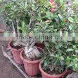 Adenium Obesum Desert Rose thumbnail-2