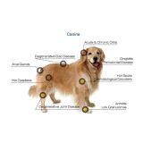 Pet Leg Pain Laser Muscle Treatment Veterinary Surgical Laser thumbnail-3