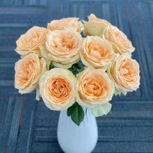 Natural Fresh China Rose Bouquet Fresh Cut Flower Best Quality Grade a Decorative 20PCS/Bundle thumbnail-3